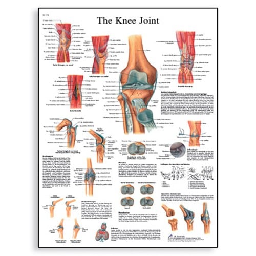 Anatomical Wall Chart Laminated: Knee Joint