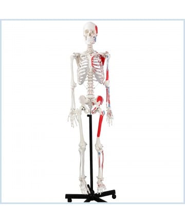 SKELETON MUSCULAR PAINTED, W/ LIGAMENT NUMBERED