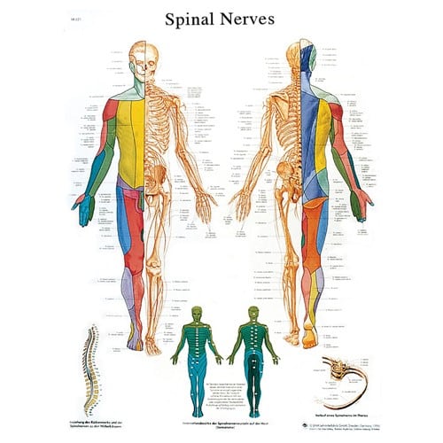Anatomical Wall Chart Laminated: Spinal