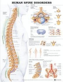 Anatomical Wall Chart Laminated: Spinal Column