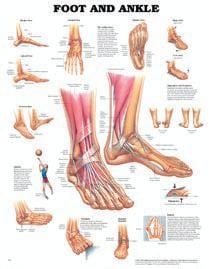 Anatomical Wall Chart: Foot &amp; Ankle - Laminate