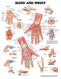 Anatomical Wall Chart: Hand &amp; Wrist Chart - Laminate