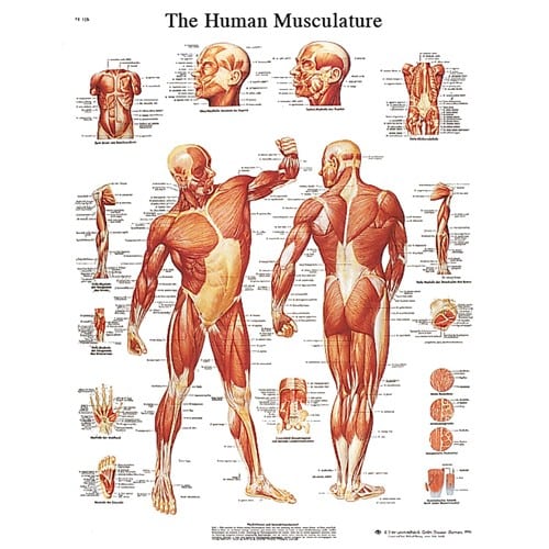 Anatomical Wall Chart: Muscular System - Laminate