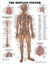 Anatomical Wall Chart: Nervous System - Laminate