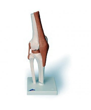 Functional Knee Joint Model Right