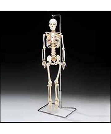 Flexible Mr. Thrifty Skeleton With Spinal Nerves