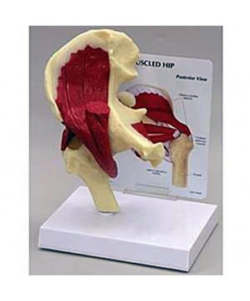Muscled Hip Joint Model
