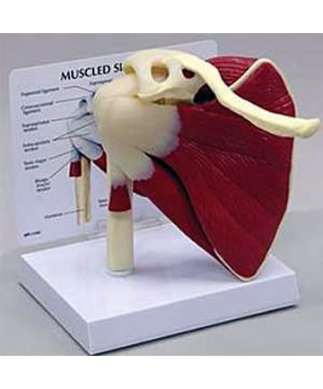 Muscled Shoulder Joint Model
