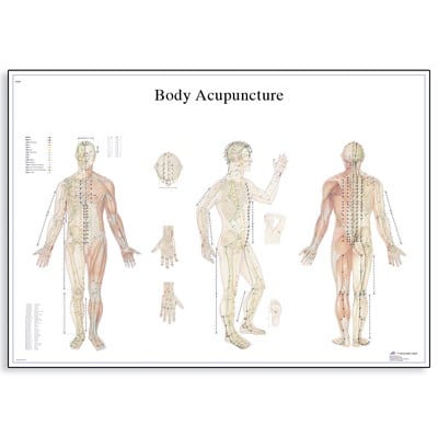 Anatomical Wall Chart - Body Acupuncture