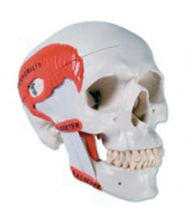 T.M.J. Skull Model