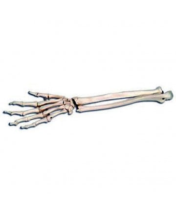 Loose Hand Skeleton with Ulna and Radius Right