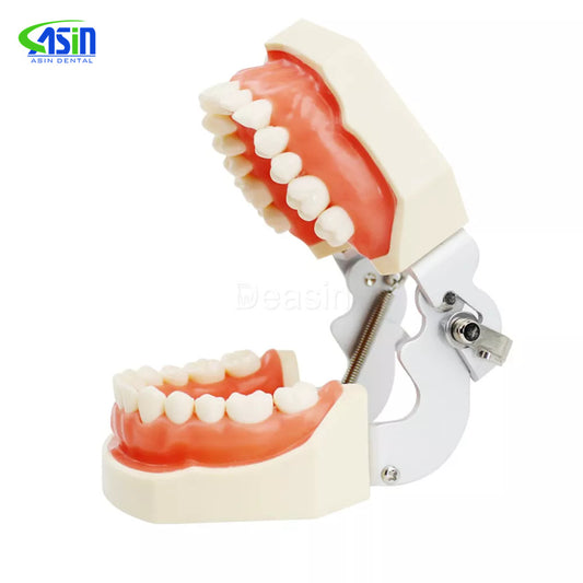 Dental Standard Tooth Model with 28/32 Screw-In Teeth Standard Typodont Teeth