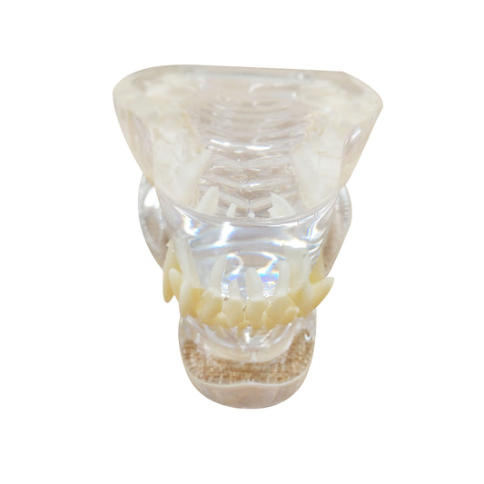 Dog dental Teeth Model Dental Model Animal Body Anatomy Replica of Dog Jaw Teeth for Education