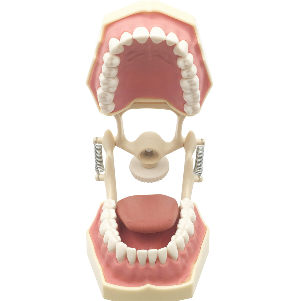 Similar 32pcs tooth small frasaco AG3 teaching model with DP Articulator Teeth Model for Studying