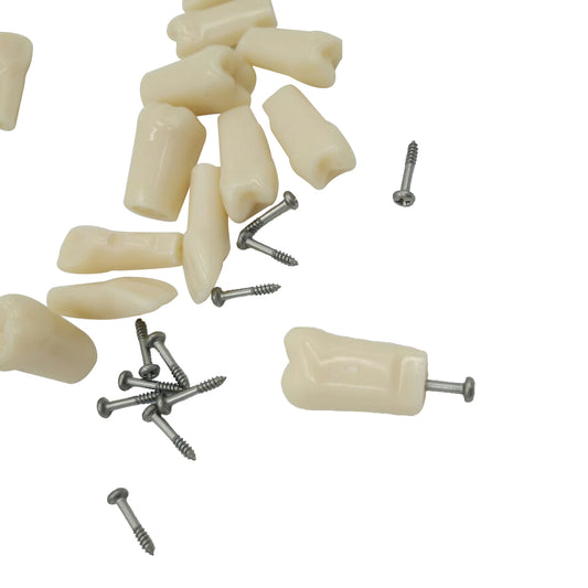Dental Replaced Teeth Model With 32 Screws for Standard Model