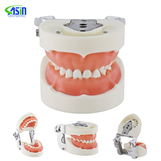 24pcs Child Teeth Model With Soft Gum /Dental Study Teeth Model Dental Training Tooth Model For Kids