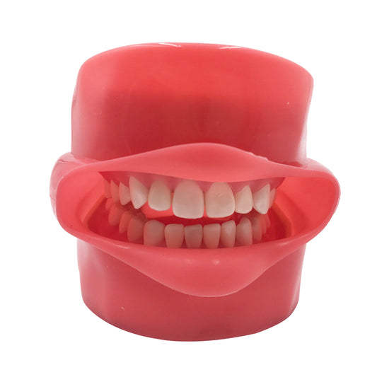 Dental Teeth Model with Face Phantom Head Model with 28 Pieces Practise Teeth Ce Resin 1 YEAR Manual Online Technical Support