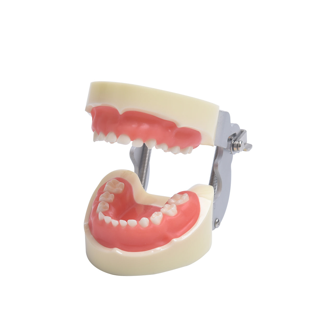 Dental Pathological model of children's teeth shows children's dental caries carious pathology