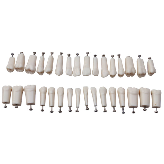 Typodont Replacement Teeth With 32 Screws for Study Practice Nission Teeth