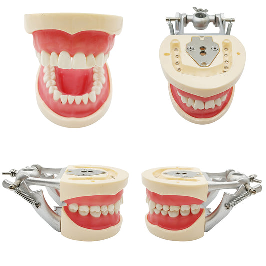 Dental Standard Tooth Model with 32 Screw-In Teeth Standard Typodont Teeth