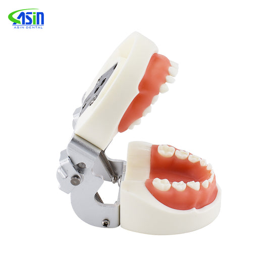 Dental teeth Model Child Teeth Model 24pcs with soft Gum Dnetal Study teeth Model