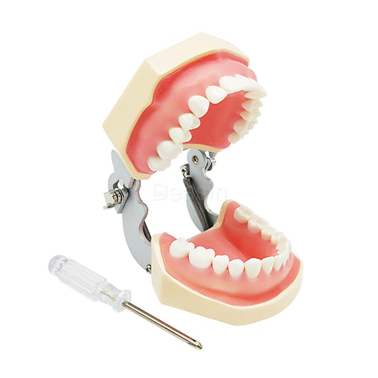 Dental Supply Transparent Standard Removable Teaching Teeth Model