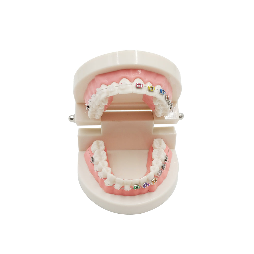 Orthodontic Dentist Training Anatomical Oral Tool Teeth Model Dental Typodont Models