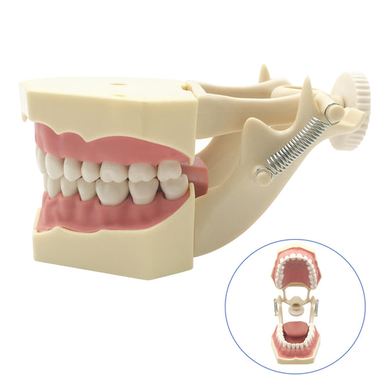 Teeth Model Tooth Small Frasaco AG3 Teaching Model for Studying 32pcs Ce Resin 1 YEAR Manual Online Technical Support Class II