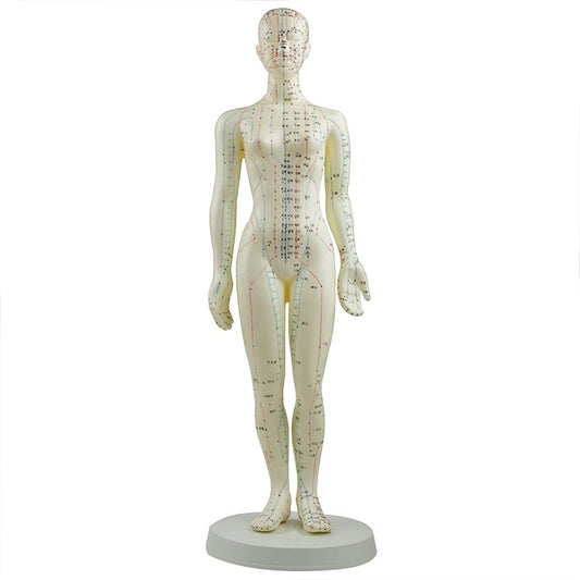 Acupuncture Human Model Female