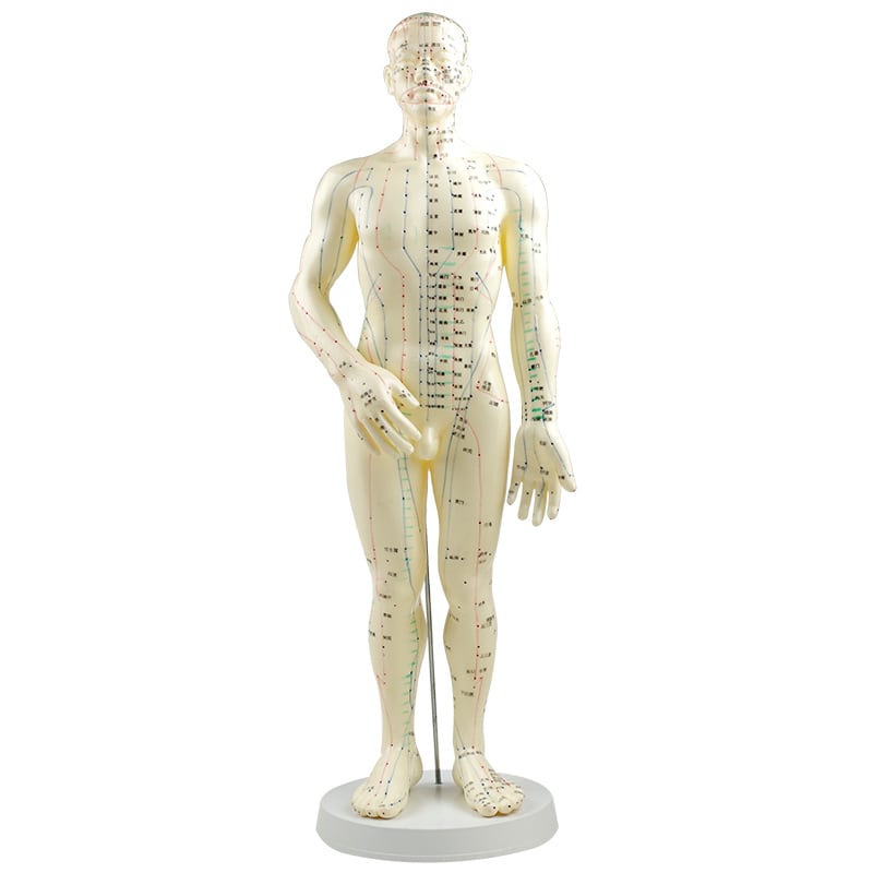Acupuncture Human Model Male