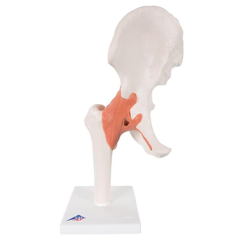 Skeleton: Joint Model - Hip