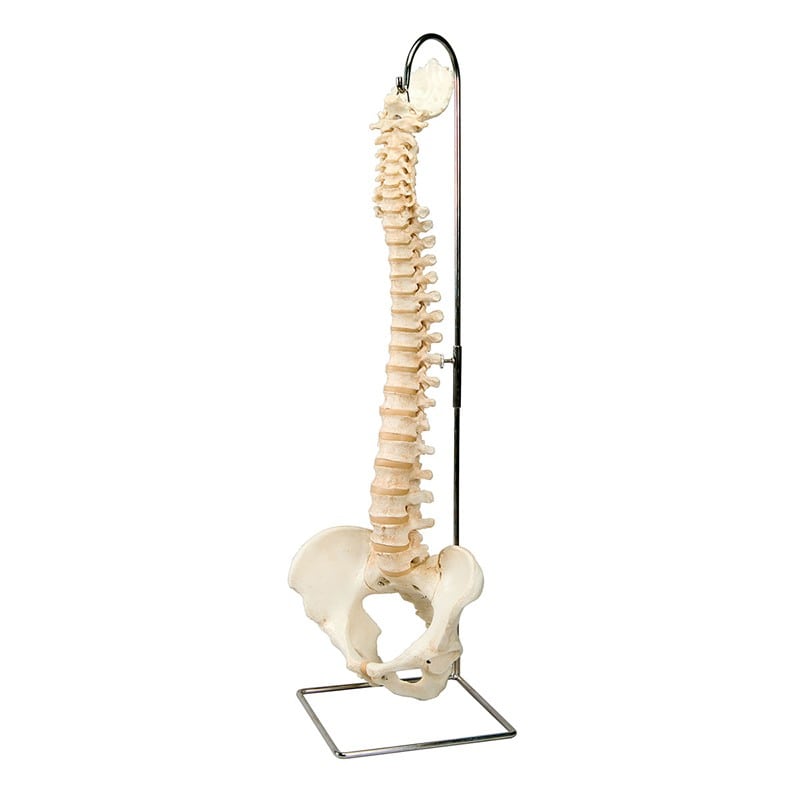 Spinal Skeleton with Stand