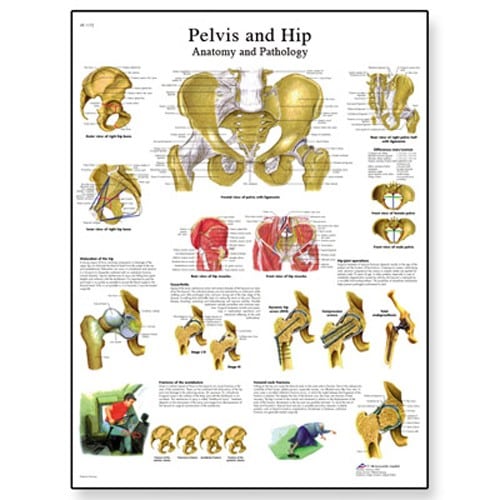 Anatomical Wall Chart Laminated: Pelvis and Hip