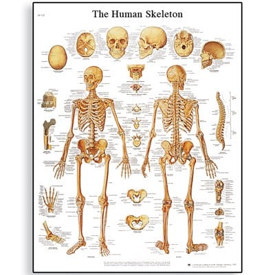 Anatomical Wall Chart: Human Skeleton - Laminate (Out of Stock Until Early January, 2018)